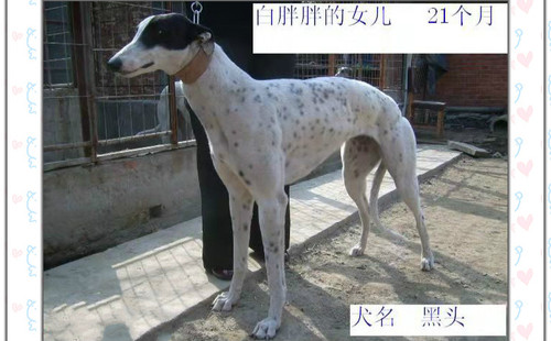 黑头 YY3582