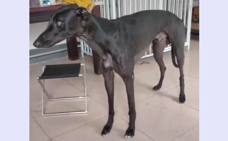 内塔尼亚 900215005748886