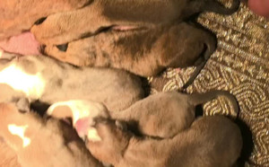 白保罗X诺里飞狐 941000225081417，TY842.jpg