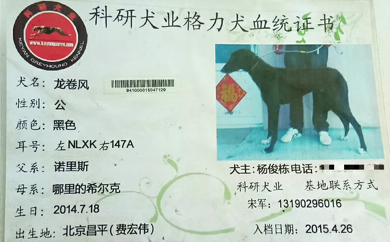 格力犬血统证书图片