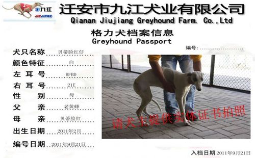 贝蒂脸红仔 HFBD 21E