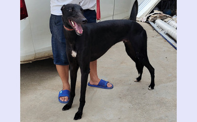 贵族无天 900168022046955