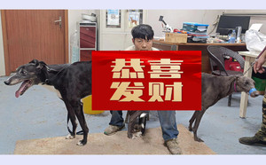 阿斯顿保罗XX灰喜鹊 941000225080777.jpg