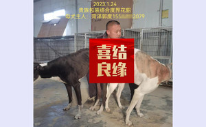 贵族包装X度界花貂 900168021050779，B2012.jpg