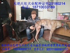 巴特X黑带 Black Belt，900111880081717，DTFS 78B.jpg