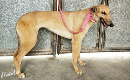 幻影公主 tdb 1608a,999061571020331 - 格力犬yy网电脑版--格力犬