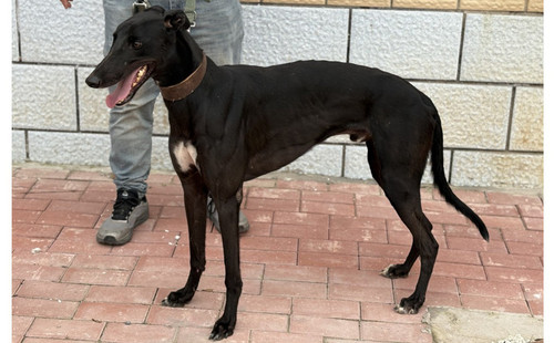 阿斯顿黑驴 990000007127659