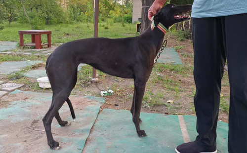 花豹 400123001481547