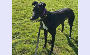 小野猫 Stefans Tomcat，977200010326606，ZVTZZ.jpg