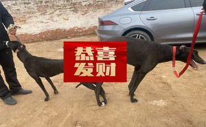 突击队员X迷人的黑妮 900023069145932.jpg