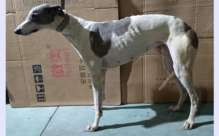 帕夫的女孩 900128001225106