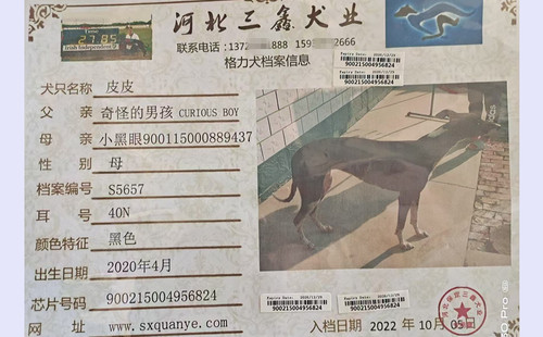 皮皮 900215004956824