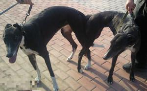 雪里站X愤怒 Awesome Rage，900111880089741.jpg