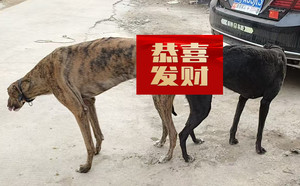 尼克斯王子X小碰撞 YZ18A，900128001208812.jpg