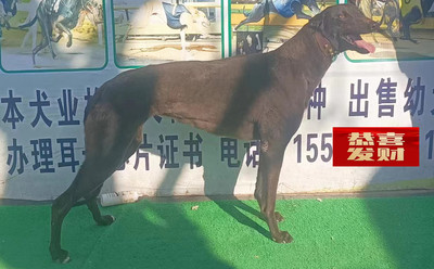 黑珍珠 900215004775638