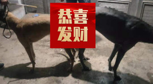 大灰X黄迈克 900155000038224.jpg