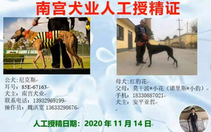 尼克斯X红豹花 900111880205653，900128001212869，M1310.jpg