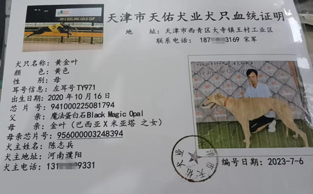 黄金叶 941000225081794，TY971