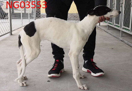 黑白花 900115000989977,ngxh720am - 格力犬yy--格力犬中英文血统