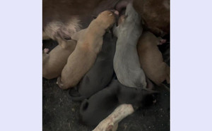 哈瓦那X保罗小妹 900252003094292.jpg