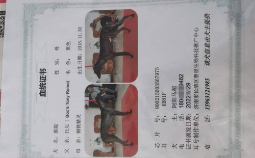黑妮 900215003567975，KB81F