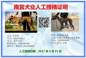 尼克斯X阿莱兹女孩900115000929455，南宫犬业张文栋（2021年3月31日配）.jpg