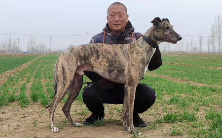 阿瓦塔王子 156111110087194,hjwcawt - 格力犬yy网电脑版--格力犬