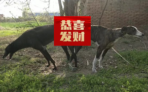 当代可怕X埃勒提亚 992001000180979.jpg