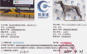 魔法蛋白石X灰妞 988000001880059.jpg