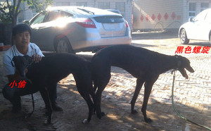 黑色螺旋X钻石小偷 Jewel Thief.jpg