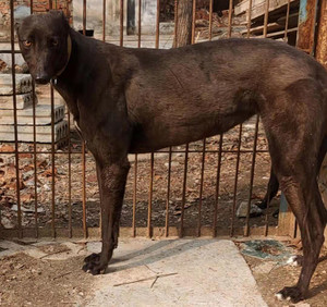 鲨鱼900215001894777 - 格力犬yy--格力犬中英文血统查询