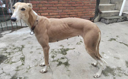 h1,900018881702883性别:母出生年份:2016出生地:中国父亲:魔法蛋白石