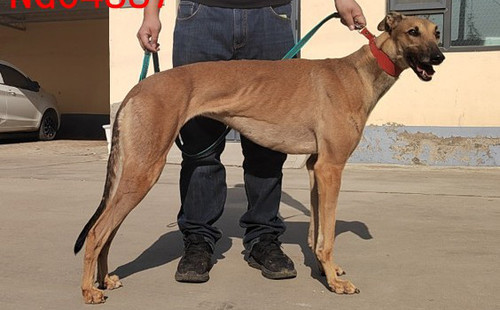 黄电 900219000991187，NGXH623A9