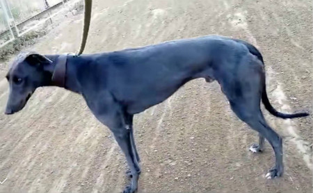 狼灰156111110099068,fda1702 - 格力犬yy--格力犬中英文血统查询