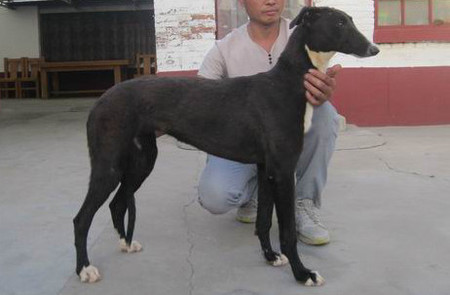 飞鱼公主 156111110052257,ngxh1217a - 格力犬yy--格力犬中英文血统