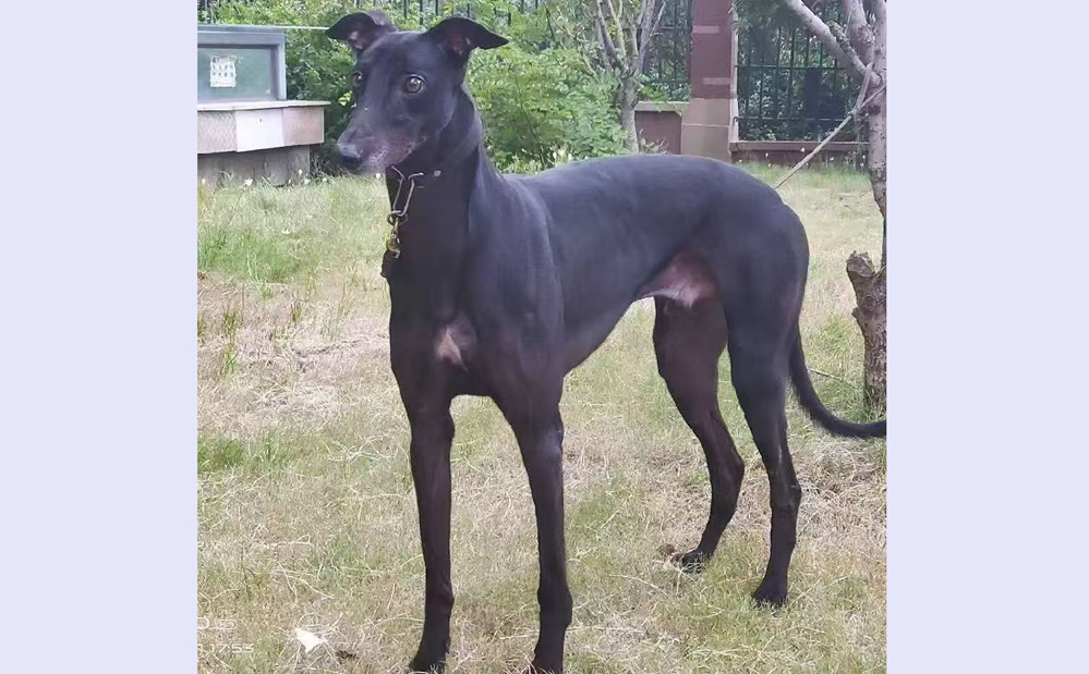 小哈利 900128001221022，H1708.jpg