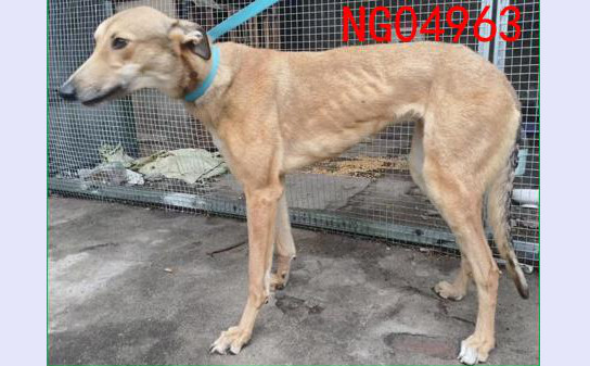 黄莺 900219002829452