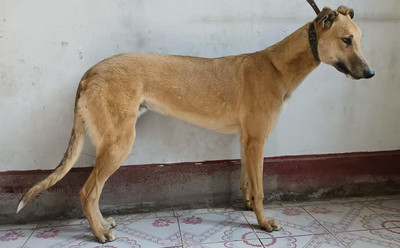 摩甘男孩 990000011371598