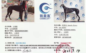 小辣椒X阿曼达 Amanda Bynes，36F 68264，988000001880001.jpg