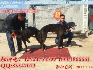 斗牛士X小黑900111880086386.jpg