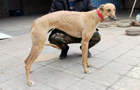 黄灵灵 TY508，941000225080608