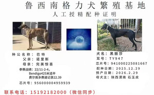 巴特X黑丽莎 941000225081667，TY947.jpg