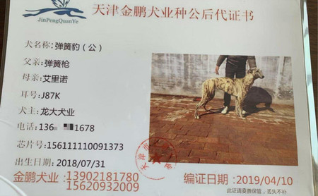 弹簧豹 156111110091373,j87k - 格力犬yy--格力犬中英文血统查询