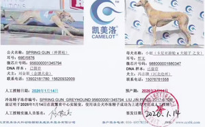 弹簧枪X小妞 988000001880347.jpg