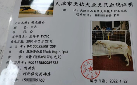 黄点蛋白 941000225081259，TY710