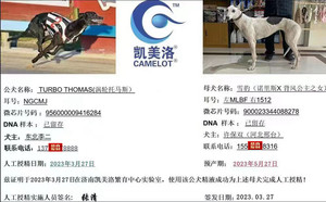 涡轮托马斯X雪豹 900023344088278，NLBF1512，156111110029370.jpg