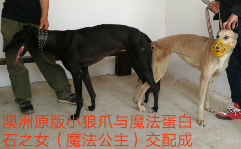 格力犬种公魔法图片