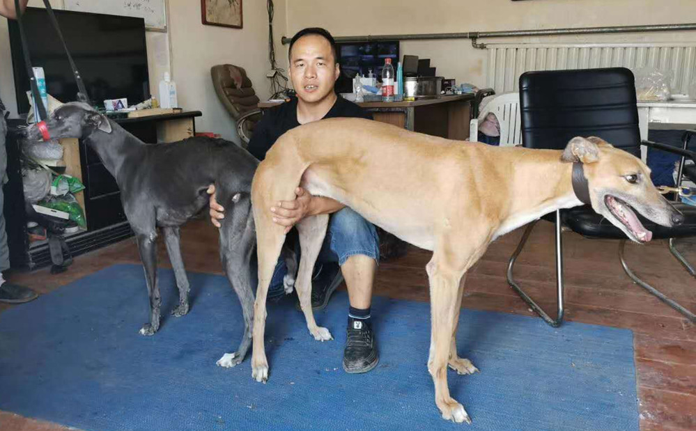 南宫犬业尼克斯图片