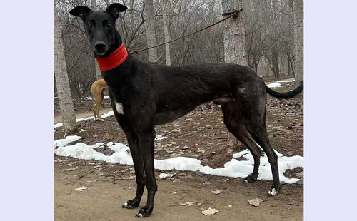 黑保罗 900263007569225