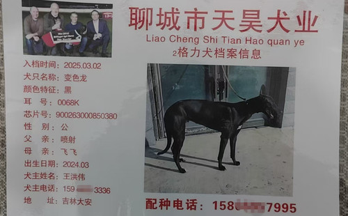变色龙 900263000850380